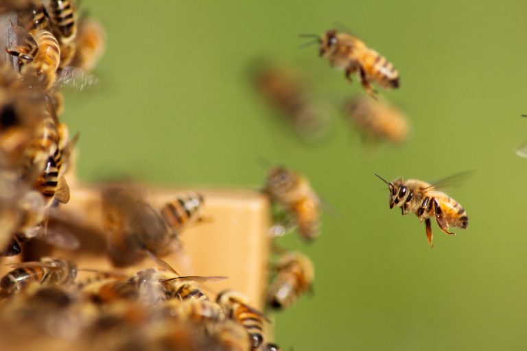 Inmarsat e startup usam IoT para monitorar saúde de abelhas